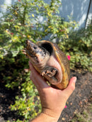 Mexican Giant Musk XXL Adult Pair