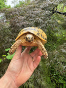 Libyan Greek Tortoise Adult Female