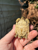 Leopard Tortoise 2024