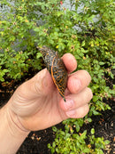 Hi Orange Leopard Softshell