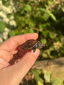 Keeled Box Turtle Baby