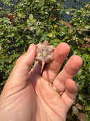 Albino Florida Snapping Turtle 2026