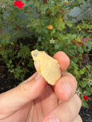 Albino Mississippi Map Turtle Baby