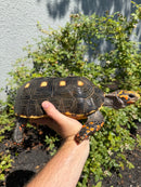 Red Foot Tortoise Adult Male