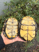 Franco-Italian Pond Turtle Adult Pair