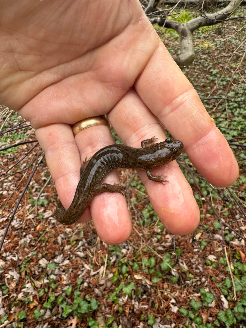 Seal Salamander (Desmognathus monticola)