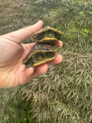 Yellow-headed Temple Turtle Babies (Heosemys annandalii)