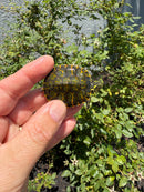 Florida Red Bellied Turtle X Peacock Slider