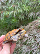 Hypo Stripe-necked Musk Turtle Adult Female