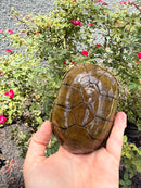 Yellow Mud Turtle Adult Pair