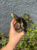 Franco-Italian Pond Turtle Adult Female