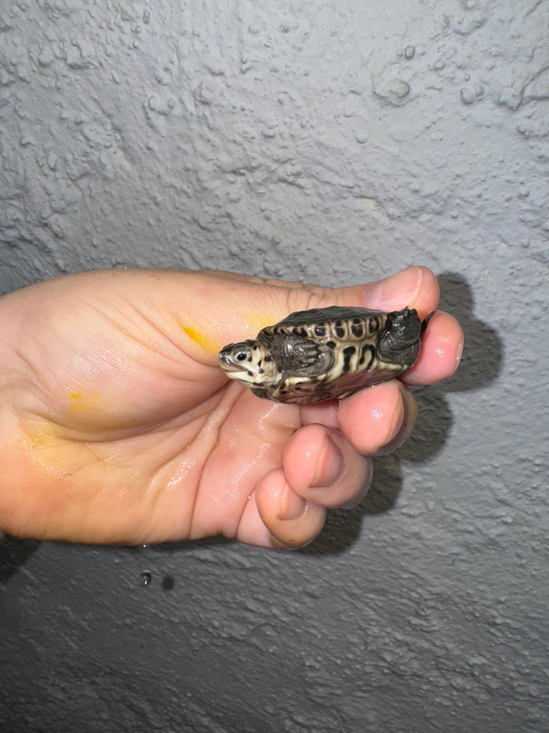 Hi White Concentric Diamondback Terrapin 2024