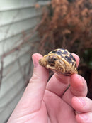 Sri Lankan Star Tortoise Female