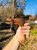 Super Red Niger Uromastyx Adult Pair
