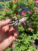 Ornate Diamondback Terrapin Female