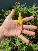 Crimson Red Albino Green Iguana 2026