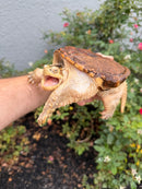 Hypomelanistic Common Snapping Turtle 2024