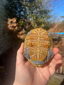 Concentric Diamondback Terrapin Adult Male  (Malaclemys terrapin)