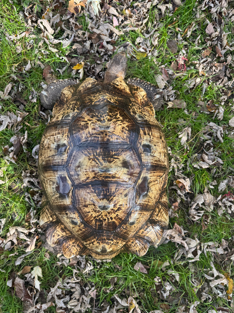 South African Giant Leopard Tortoise Adult Female