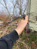 Texas Indigo Snake Juvenile