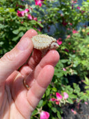 Albino Florida Snapping Turtle 2026