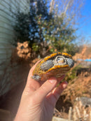 Concentric Diamondback Terrapin Adult Male  (Malaclemys terrapin)