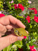 Albino T+ Florida Red Bellied Turtle 2026