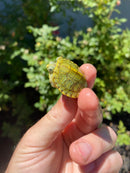 Mitch Clown Red Eared Slider Turtle