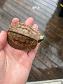 Golden Coin Box Turtle 2023