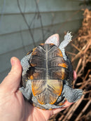 Ornate Diamondback Terrapin Female