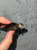 Hi White Concentric Diamondback Terrapin 2023