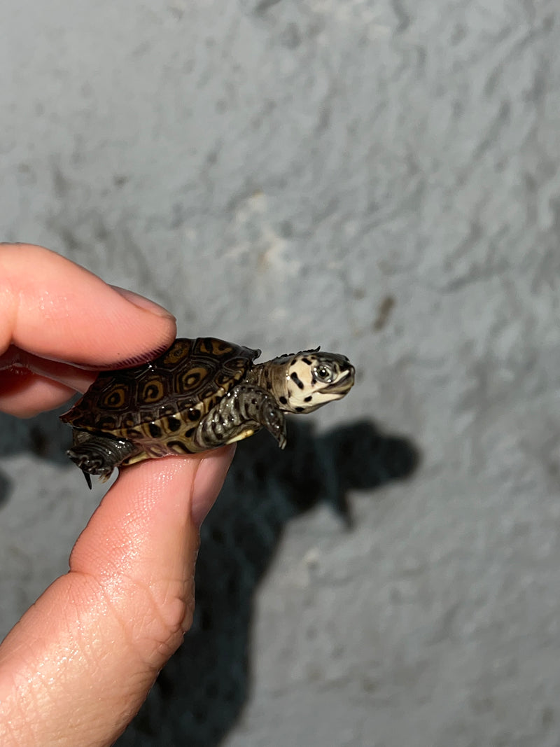 Hi White Concentric Diamondback Terrapin 2023