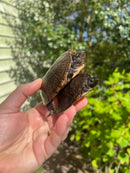Loggerhead Musk Turtle Adult Pair