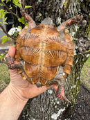 Spiny Hill Turtle CB 2024