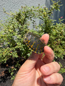 Florida Red Bellied Turtle X Peacock Slider