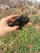 Japanese Pond Turtle Adult Female