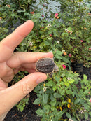 Hypomelanistic Common Snapping Turtle 2026