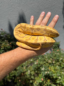Banana Ball Python Mixed Morph Female