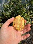 Albino Heiroglyphic River Cooter Turtle