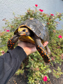 Red Foot Tortoise Adult Male