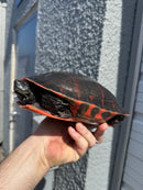 Super Red Northern Red Bellied Turtle Adult Female