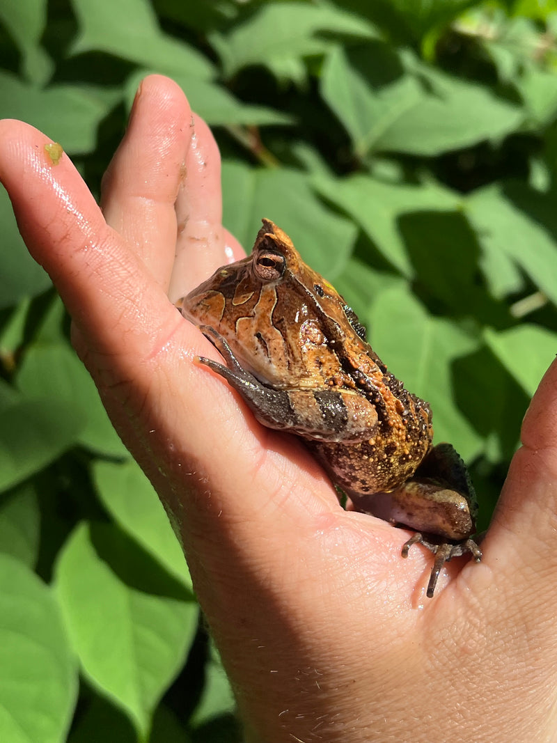 Brazilian Horned Frog Adult Pair