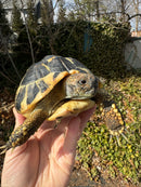 Western Hermann's Tortoise Adult Female