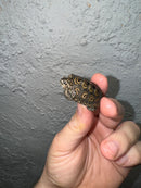 Hi White Concentric Diamondback Terrapin 2024