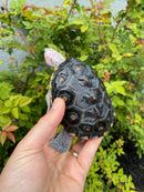 Ornate Diamondback Terrapin Female
