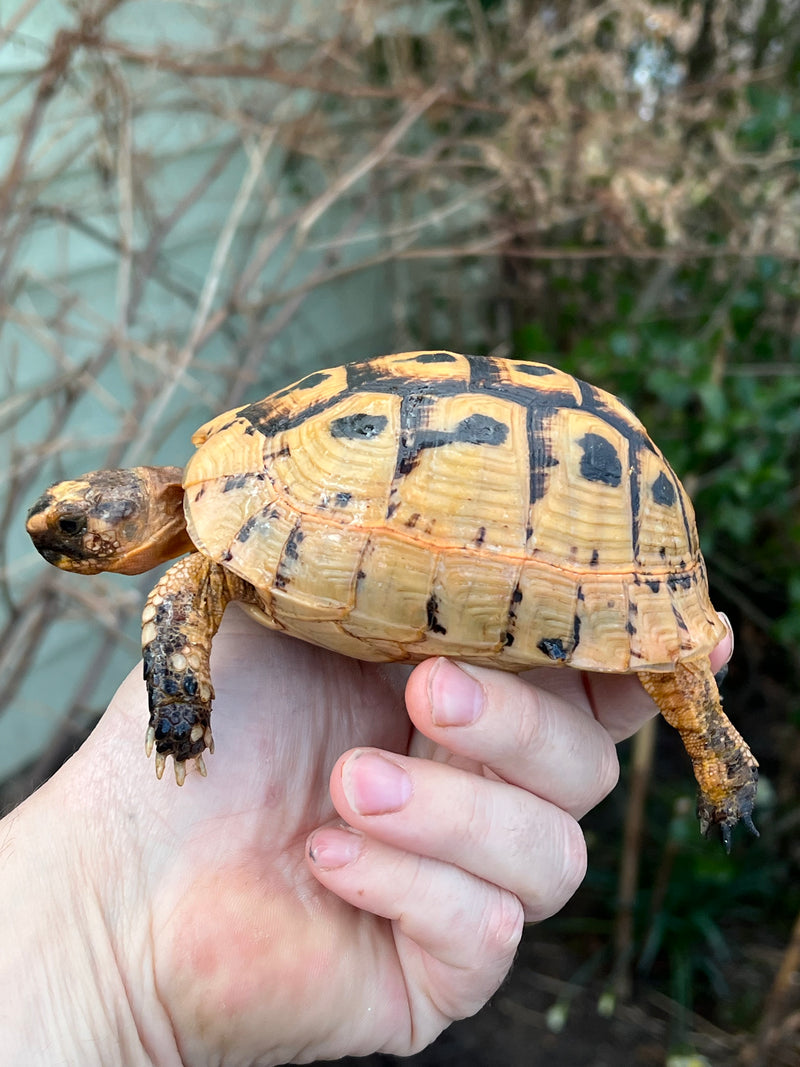 Jordanian Golden Greek Tortoise Female