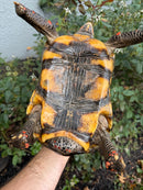 Red Foot Tortoise Adult Male
