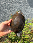 Franco-Italian Pond Turtle Adult Female