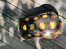 Suriname Red Foot Tortoise Adult Male
