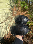 Black Marsh Turtle Adult Pair